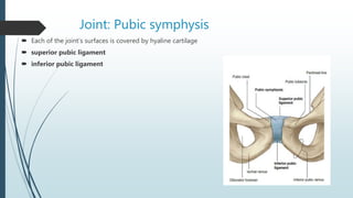 Joint: Pubic symphysis
 Each of the joint’s surfaces is covered by hyaline cartilage
 superior pubic ligament
 inferior pubic ligament
 