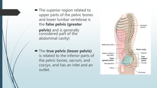  The superior region related to
upper parts of the pelvic bones
and lower lumbar vertebrae is
the false pelvis (greater
pelvis) and is generally
considered part of the
abdominal cavity)
 The true pelvis (lesser pelvis)
is related to the inferior parts of
the pelvic bones, sacrum, and
coccyx, and has an inlet and an
outlet.
 