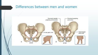 Differences between men and women
 