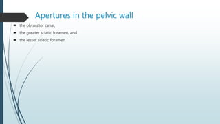 Apertures in the pelvic wall
 the obturator canal,
 the greater sciatic foramen, and
 the lesser sciatic foramen.
 