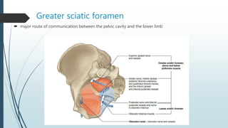 Greater sciatic foramen
 major route of communication between the pelvic cavity and the lower limb
 