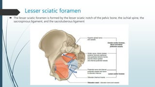 Lesser sciatic foramen
 The lesser sciatic foramen is formed by the lesser sciatic notch of the pelvic bone, the ischial spine, the
sacrospinous ligament, and the sacrotuberous ligament
 