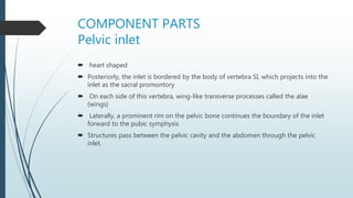 COMPONENT PARTS
Pelvic inlet
 heart shaped
 Posteriorly, the inlet is bordered by the body of vertebra SI, which projects into the
inlet as the sacral promontory
 On each side of this vertebra, wing-like transverse processes called the alae
(wings)
 Laterally, a prominent rim on the pelvic bone continues the boundary of the inlet
forward to the pubic symphysis
 Structures pass between the pelvic cavity and the abdomen through the pelvic
inlet.
 