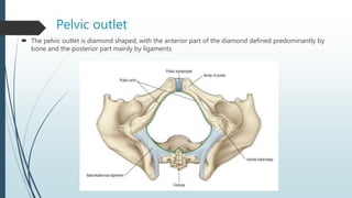 Pelvic outlet
 The pelvic outlet is diamond shaped, with the anterior part of the diamond defined predominantly by
bone and the posterior part mainly by ligaments
 