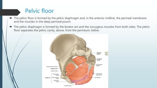 Pelvic floor
 The pelvic floor is formed by the pelvic diaphragm and, in the anterior midline, the perineal membrane
and the muscles in the deep perineal pouch.
 The pelvic diaphragm is formed by the levator ani and the coccygeus muscles from both sides. The pelvic
floor separates the pelvic cavity, above, from the perineum, below
 