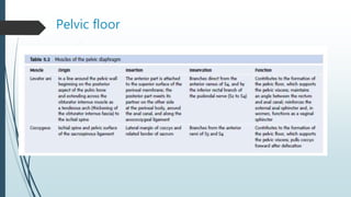 Pelvic floor
 