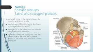 Nerves
Somatic plexuses
Sacral and coccygeal plexuses
 generally occur in the plane between the
muscles and blood vessels.
 ventral rami of S1 to Co, with a significant
contribution from L4 and L5,
 innervation of the lower limb and muscles
of the pelvis and perineum.
 Cutaneous branches supply skin over the
medial side of the foot, the posterior
aspect of the lower limb, and most of the
perineum
 