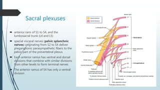 Sacral plexuses
 anterior rami of S1 to S4, and the
lumbosacral trunk (L4 and L5)
 special visceral nerves (pelvic splanchnic
nerves) originating from S2 to S4 deliver
preganglionic parasympathetic fibers to the
pelvic part of the prevertebral plexus
 Each anterior ramus has ventral and dorsal
divisions that combine with similar divisions
from other levels to form terminal nerves
 The anterior ramus of S4 has only a ventral
division
 
