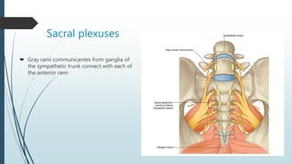 Sacral plexuses
 Gray rami communicantes from ganglia of
the sympathetic trunk connect with each of
the anterior rami
 