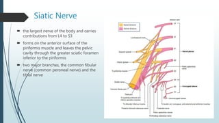 Siatic Nerve
 the largest nerve of the body and carries
contributions from L4 to S3
 forms on the anterior surface of the
piriformis muscle and leaves the pelvic
cavity through the greater sciatic foramen
inferior to the piriformis
 two major branches, the common fibular
nerve (common peroneal nerve) and the
tibial nerve
 