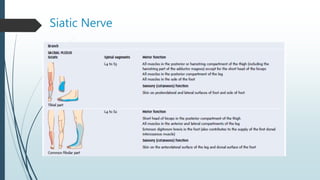 Siatic Nerve
 
