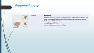 Pudendal nerve
 