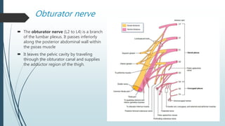 Obturator nerve
 The obturator nerve (L2 to L4) is a branch
of the lumbar plexus. It passes inferiorly
along the posterior abdominal wall within
the psoas muscle
 It leaves the pelvic cavity by traveling
through the obturator canal and supplies
the adductor region of the thigh.
 