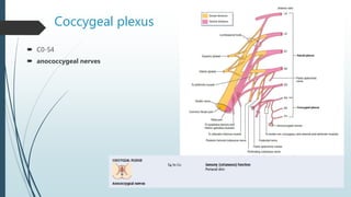 Coccygeal plexus
 C0-S4
 anococcygeal nerves
 