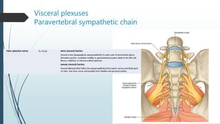 Visceral plexuses
Paravertebral sympathetic chain
 