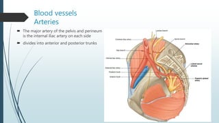 Blood vessels
Arteries
 The major artery of the pelvis and perineum
is the internal iliac artery on each side
 divides into anterior and posterior trunks
 