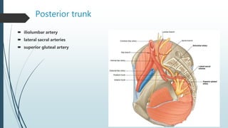 Posterior trunk
 iliolumbar artery
 lateral sacral arteries
 superior gluteal artery
 