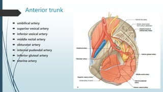 Anterior trunk
 umbilical artery
 superior vesical artery
 inferior vesical artery
 middle rectal artery
 obturator artery
 internal pudendal artery
 inferior gluteal artery
 uterine artery
 