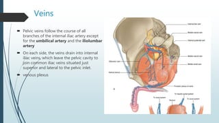Veins
 Pelvic veins follow the course of all
branches of the internal iliac artery except
for the umbilical artery and the iliolumbar
artery
 On each side, the veins drain into internal
iliac veins, which leave the pelvic cavity to
join common iliac veins situated just
superior and lateral to the pelvic inlet.
 venous plexus
 