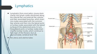 Lymphatics
 Lymphatics from most pelvic viscera drain
mainly into lymph nodes distributed along
the internal iliac and external iliac arteries
and their associated branches ,which drain
into nodes associated with the common
iliac arteries and then into the lateral aortic
or lumbar nodes associated with the lateral
surfaces of the abdominal aorta. In turn,
these lateral aortic or lumbar nodes drain
into the lumbar trunks, which continue to
the origin of the thoracic duct at
approximately vertebral level TXII
 the uterus and uterine tubes
 