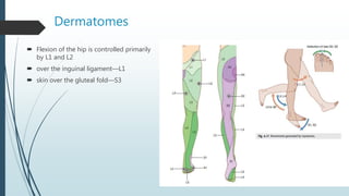 Dermatomes
 Flexion of the hip is controlled primarily
by L1 and L2
 over the inguinal ligament—L1
 skin over the gluteal fold—S3
 