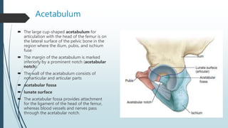 Acetabulum
 The large cup-shaped acetabulum for
articulation with the head of the femur is on
the lateral surface of the pelvic bone in the
region where the ilium, pubis, and ischium
fuse
 The margin of the acetabulum is marked
inferiorly by a prominent notch (acetabular
notch).
 The wall of the acetabulum consists of
nonarticular and articular parts
 acetabular fossa
 lunate surface
 The acetabular fossa provides attachment
for the ligament of the head of the femur,
whereas blood vessels and nerves pass
through the acetabular notch.
 