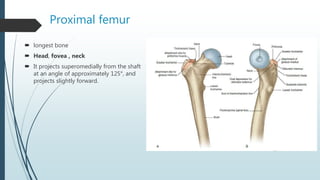 Proximal femur
 longest bone
 Head, fovea , neck
 It projects superomedially from the shaft
at an angle of approximately 125°, and
projects slightly forward.
 