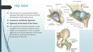 Hip Joint
 The hip joint is a synovial articulation
between the head of the femur and the
acetabulum of the pelvic bone
 transverse acetabular ligament
 ligament of the head of the femur
 The synovial membrane attaches to the
margins of the articular surfaces of the
femur and acetabulum, forms a tubular
covering around the ligament of the head
of the femur, and lines the fibrous
membrane of the joint
 