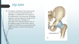 Hip Joint
 The fibrous membrane that encloses the
hip joint is strong and generally thick.
Medially, it is attached to the margin of
the acetabulum, the transverse acetabular
ligament, and the adjacent margin of the
obturator foramen .Laterally, it is
attached to the intertrochanteric line on
the anterior aspect of the femur and to
the neck of the femur just proximal to the
intertrochanteric crest on the posterior
surface.
 