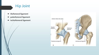 Hip Joint
 iliofemoral ligament
 pubofemoral ligament
 ischiofemoral ligament
 