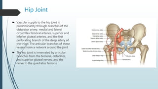 Hip Joint
 Vascular supply to the hip joint is
predominantly through branches of the
obturator artery, medial and lateral
circumflex femoral arteries, superior and
inferior gluteal arteries, and the first
perforating branch of the deep artery of
the thigh. The articular branches of these
vessels form a network around the joint
 The hip joint is innervated by articular
branches from the femoral, obturator,
and superior gluteal nerves, and the
nerve to the quadratus femoris
 