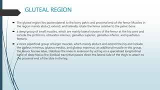 GLUTEAL REGION
 The gluteal region lies posterolateral to the bony pelvis and proximal end of the femur Muscles in
the region mainly abduct, extend, and laterally rotate the femur relative to the pelvic bone
 a deep group of small muscles, which are mainly lateral rotators of the femur at the hip joint and
include the piriformis, obturator internus, gemellus superior, gemellus inferior, and quadratus
femoris;
 a more superficial group of larger muscles, which mainly abduct and extend the hip and include
the gluteus minimus, gluteus medius, and gluteus maximus; an additional muscle in this group,
the tensor fasciae latae, stabilizes the knee in extension by acting on a specialized longitudinal
band of deep fascia (the iliotibial tract) that passes down the lateral side of the thigh to attach to
the proximal end of the tibia in the leg
 