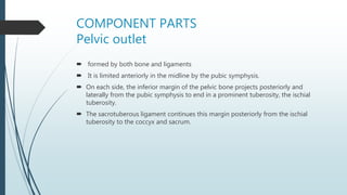 COMPONENT PARTS
Pelvic outlet
 formed by both bone and ligaments
 It is limited anteriorly in the midline by the pubic symphysis.
 On each side, the inferior margin of the pelvic bone projects posteriorly and
laterally from the pubic symphysis to end in a prominent tuberosity, the ischial
tuberosity.
 The sacrotuberous ligament continues this margin posteriorly from the ischial
tuberosity to the coccyx and sacrum.
 