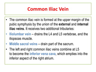 Common Iliac Vein
• The common iliac vein is formed at the upper margin of the
pubic symphysis by the union of the external and internal
iliac veins. It receives two additional tributaries:
• Iliolumbar vein – drains the L4 and L5 vertebrae, and the
iliopsoas muscle.
• Middle sacral veins – drain part of the sacrum.
• The left and right common iliac veins combine at L5
to become the inferior vena cava, which empties into the
inferior aspect of the right atrium.
 