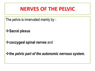 NERVES OF THE PELVIC
The pelvis is innervated mainly by :
Sacral plexus
coccygeal spinal nerves and
the pelvic part of the autonomic nervous system.
 