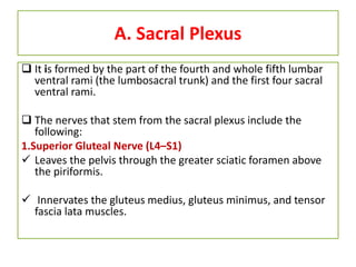 A. Sacral Plexus
 It is formed by the part of the fourth and whole fifth lumbar
ventral rami (the lumbosacral trunk) and the first four sacral
ventral rami.
 The nerves that stem from the sacral plexus include the
following:
1.Superior Gluteal Nerve (L4–S1)
 Leaves the pelvis through the greater sciatic foramen above
the piriformis.
 Innervates the gluteus medius, gluteus minimus, and tensor
fascia lata muscles.
 