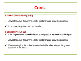 Cont..
2. Inferior Gluteal Nerve (L5–S2)
 Leaves the pelvis through the greater sciatic foramen below the piriformis.
 Innervates the gluteus maximus muscle.
3. Sciatic Nerve (L4–S3)
 Is the largest nerve in the body and is composed of peroneal and tibial parts.
 Leaves the pelvis through the greater sciatic foramen below the piriformis.
 Enters the thigh in the hollow between the ischial tuberosity and the greater
trochanter of the femur.
 