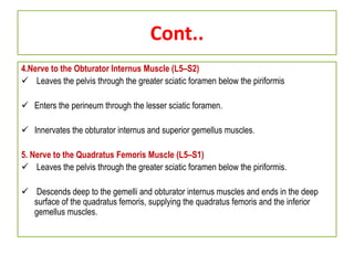 Cont..
4.Nerve to the Obturator Internus Muscle (L5–S2)
 Leaves the pelvis through the greater sciatic foramen below the piriformis
 Enters the perineum through the lesser sciatic foramen.
 Innervates the obturator internus and superior gemellus muscles.
5. Nerve to the Quadratus Femoris Muscle (L5–S1)
 Leaves the pelvis through the greater sciatic foramen below the piriformis.
 Descends deep to the gemelli and obturator internus muscles and ends in the deep
surface of the quadratus femoris, supplying the quadratus femoris and the inferior
gemellus muscles.
 