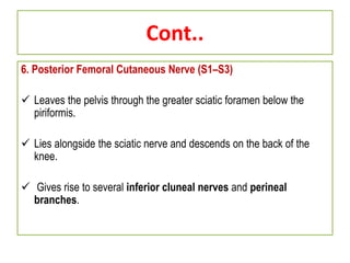 Cont..
6. Posterior Femoral Cutaneous Nerve (S1–S3)
 Leaves the pelvis through the greater sciatic foramen below the
piriformis.
 Lies alongside the sciatic nerve and descends on the back of the
knee.
 Gives rise to several inferior cluneal nerves and perineal
branches.
 
