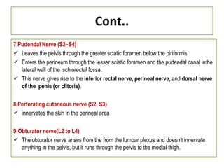 Cont..
7.Pudendal Nerve (S2–S4)
 Leaves the pelvis through the greater sciatic foramen below the piriformis.
 Enters the perineum through the lesser sciatic foramen and the pudendal canal inthe
lateral wall of the ischiorectal fossa.
 This nerve gives rise to the inferior rectal nerve, perineal nerve, and dorsal nerve
of the penis (or clitoris).
8.Perforating cutaneous nerve (S2, S3)
 innervates the skin in the perineal area
9:Obturator nerve(L2 to L4)
 The obturator nerve arises from the from the lumbar plexus and doesn’t innervate
anything in the pelvis, but it runs through the pelvis to the medial thigh.
 