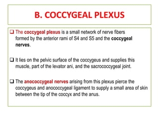 B. COCCYGEAL PLEXUS
 The coccygeal plexus is a small network of nerve fibers
formed by the anterior rami of S4 and S5 and the coccygeal
nerves.
 It lies on the pelvic surface of the coccygeus and supplies this
muscle, part of the levator ani, and the sacrococcygeal joint.
 The anococcygeal nerves arising from this plexus pierce the
coccygeus and anococcygeal ligament to supply a small area of skin
between the tip of the coccyx and the anus.
 