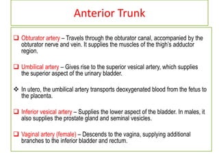Anterior Trunk
 Obturator artery – Travels through the obturator canal, accompanied by the
obturator nerve and vein. It supplies the muscles of the thigh’s adductor
region.
 Umbilical artery – Gives rise to the superior vesical artery, which supplies
the superior aspect of the urinary bladder.
 In utero, the umbilical artery transports deoxygenated blood from the fetus to
the placenta.
 Inferior vesical artery – Supplies the lower aspect of the bladder. In males, it
also supplies the prostate gland and seminal vesicles.
 Vaginal artery (female) – Descends to the vagina, supplying additional
branches to the inferior bladder and rectum.
 