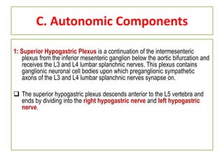 C. Autonomic Components
1: Superior Hypogastric Plexus is a continuation of the intermesenteric
plexus from the inferior mesenteric ganglion below the aortic bifurcation and
receives the L3 and L4 lumbar splanchnic nerves. This plexus contains
ganglionic neuronal cell bodies upon which preganglionic sympathetic
axons of the L3 and L4 lumbar splanchnic nerves synapse on.
 The superior hypogastric plexus descends anterior to the L5 vertebra and
ends by dividing into the right hypogastric nerve and left hypogastric
nerve.
 