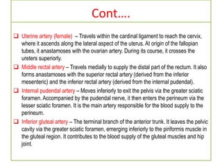 Cont….
 Uterine artery (female) – Travels within the cardinal ligament to reach the cervix,
where it ascends along the lateral aspect of the uterus. At origin of the fallopian
tubes, it anastamoses with the ovarian artery. During its course, it crosses the
ureters superiorly.
 Middle rectal artery – Travels medially to supply the distal part of the rectum. It also
forms anastamoses with the superior rectal artery (derived from the inferior
mesenteric) and the inferior rectal artery (derived from the internal pudendal).
 Internal pudendal artery – Moves inferiorly to exit the pelvis via the greater sciatic
foramen. Accompanied by the pudendal nerve, it then enters the perineum via the
lesser sciatic foramen. It is the main artery responsible for the blood supply to the
perineum.
 Inferior gluteal artery – The terminal branch of the anterior trunk. It leaves the pelvic
cavity via the greater sciatic foramen, emerging inferiorly to the piriformis muscle in
the gluteal region. It contributes to the blood supply of the gluteal muscles and hip
joint.
 