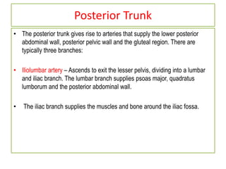 Posterior Trunk
• The posterior trunk gives rise to arteries that supply the lower posterior
abdominal wall, posterior pelvic wall and the gluteal region. There are
typically three branches:
• Iliolumbar artery – Ascends to exit the lesser pelvis, dividing into a lumbar
and iliac branch. The lumbar branch supplies psoas major, quadratus
lumborum and the posterior abdominal wall.
• The iliac branch supplies the muscles and bone around the iliac fossa.
 