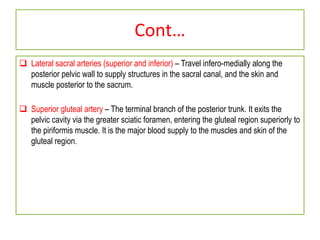 Cont…
 Lateral sacral arteries (superior and inferior) – Travel infero-medially along the
posterior pelvic wall to supply structures in the sacral canal, and the skin and
muscle posterior to the sacrum.
 Superior gluteal artery – The terminal branch of the posterior trunk. It exits the
pelvic cavity via the greater sciatic foramen, entering the gluteal region superiorly to
the piriformis muscle. It is the major blood supply to the muscles and skin of the
gluteal region.
 
