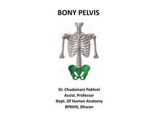 BONY PELVIS
Dr. Chudamani Pokhrel
Assist. Professor
Dept. Of Human Anatomy
BPKIHS, Dharan
 