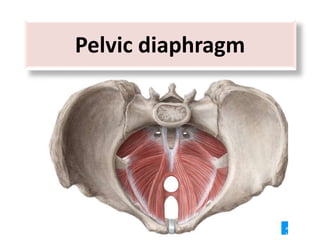 Pelvic diaphragm
 