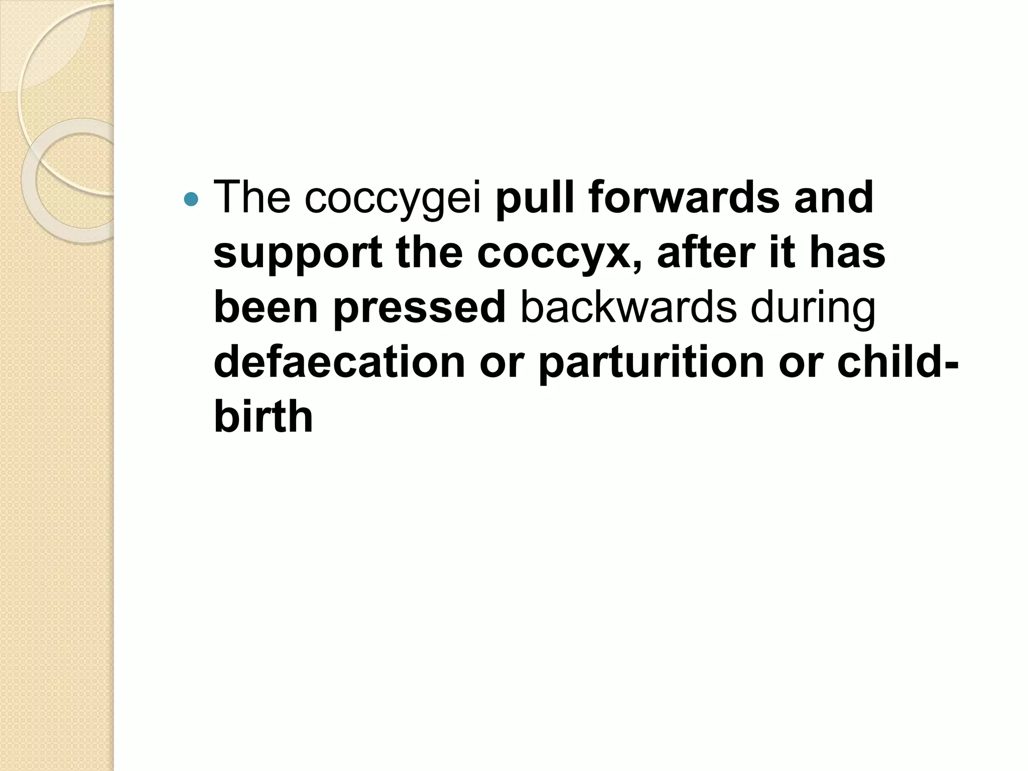 The coccygei pull forwards and
support the coccyx, after it has
been pressed backwards during
defaecation or parturition or child-
birth
 