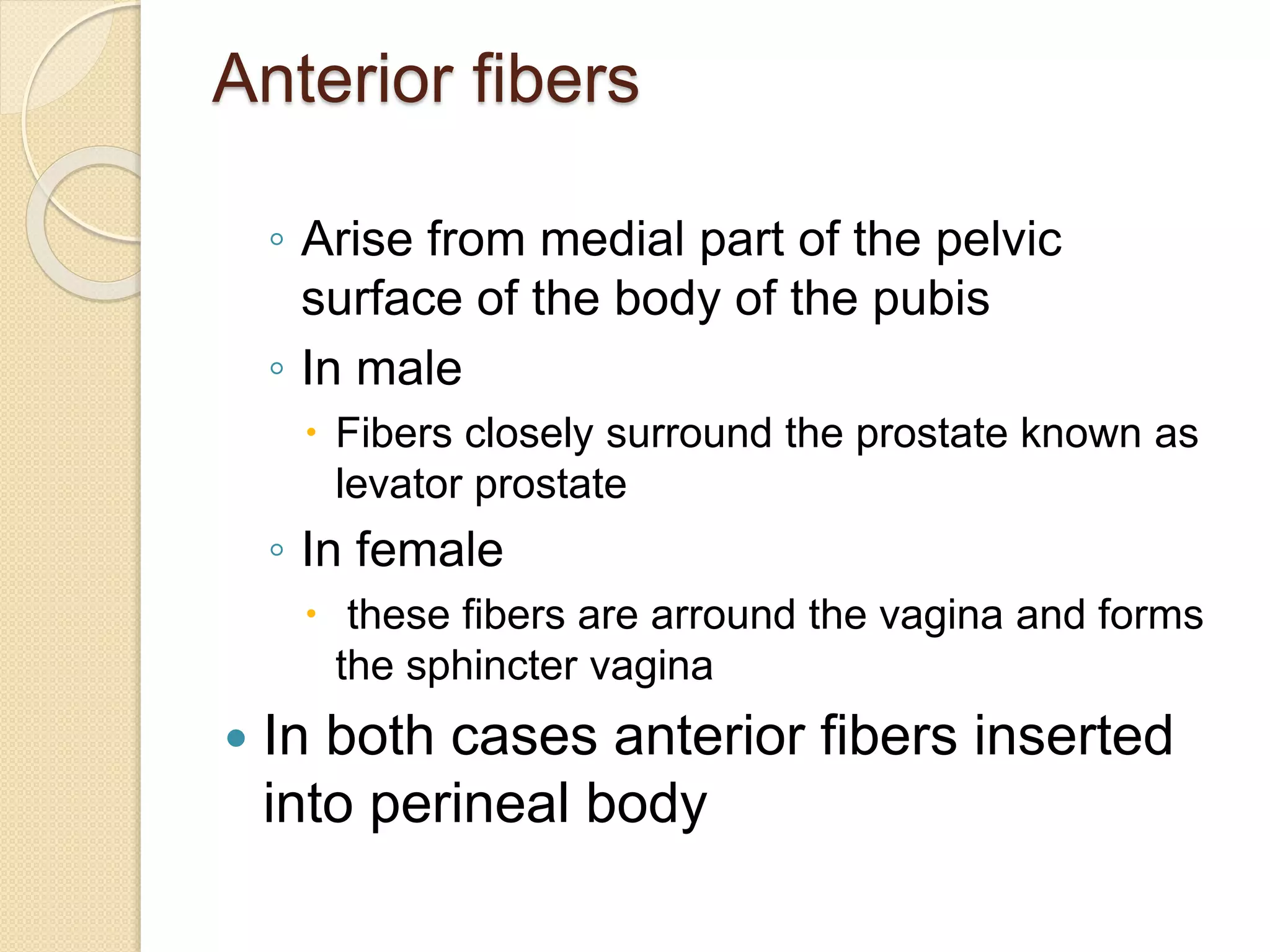 Anterior fibers
◦ Arise from medial part of the pelvic
surface of the body of the pubis
◦ In male
 Fibers closely surround the prostate known as
levator prostate
◦ In female
 these fibers are arround the vagina and forms
the sphincter vagina
 In both cases anterior fibers inserted
into perineal body
 
